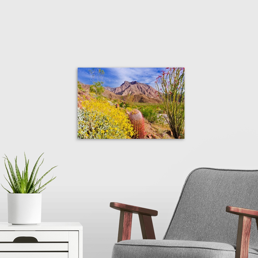 A modern room featuring Barrel cactus, brittlebush and ocotillo under Indianhead Peak, Anza-Borrego Desert State Park, Ca...
