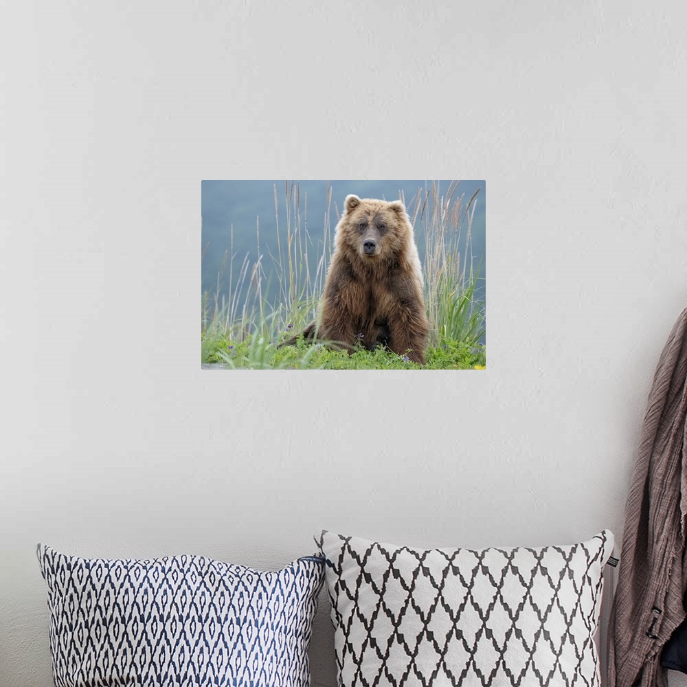 A bohemian room featuring Bear Cub Poses On The Beach Of Cook Inlet