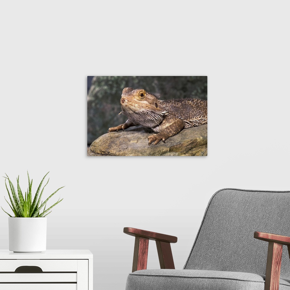A modern room featuring Bearded Dragon Lizard (Amphibolurus barbatus)