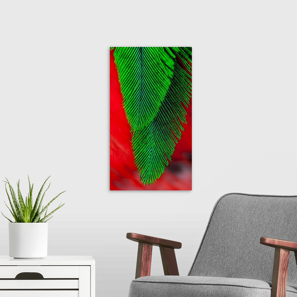 A modern room featuring Beautiful feathers of the Resplendent Quetzal.