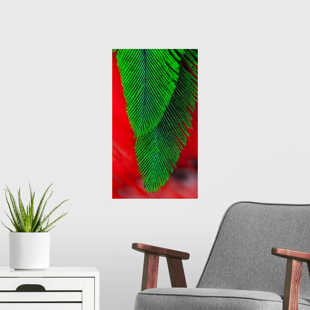 A modern room featuring Beautiful feathers of the Resplendent Quetzal.