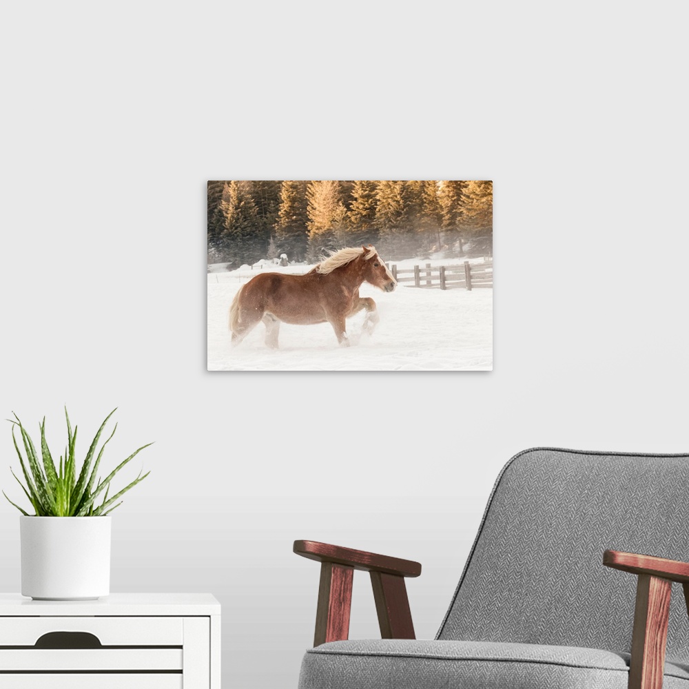 A modern room featuring Belgian Horse roundup in winter, Kalispell, Montana. Equus ferus caballus