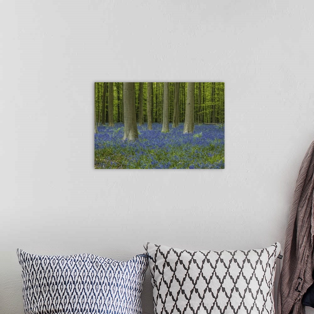A bohemian room featuring Belgium, Brussels. Hallerbos National Forest with spring bluebells.