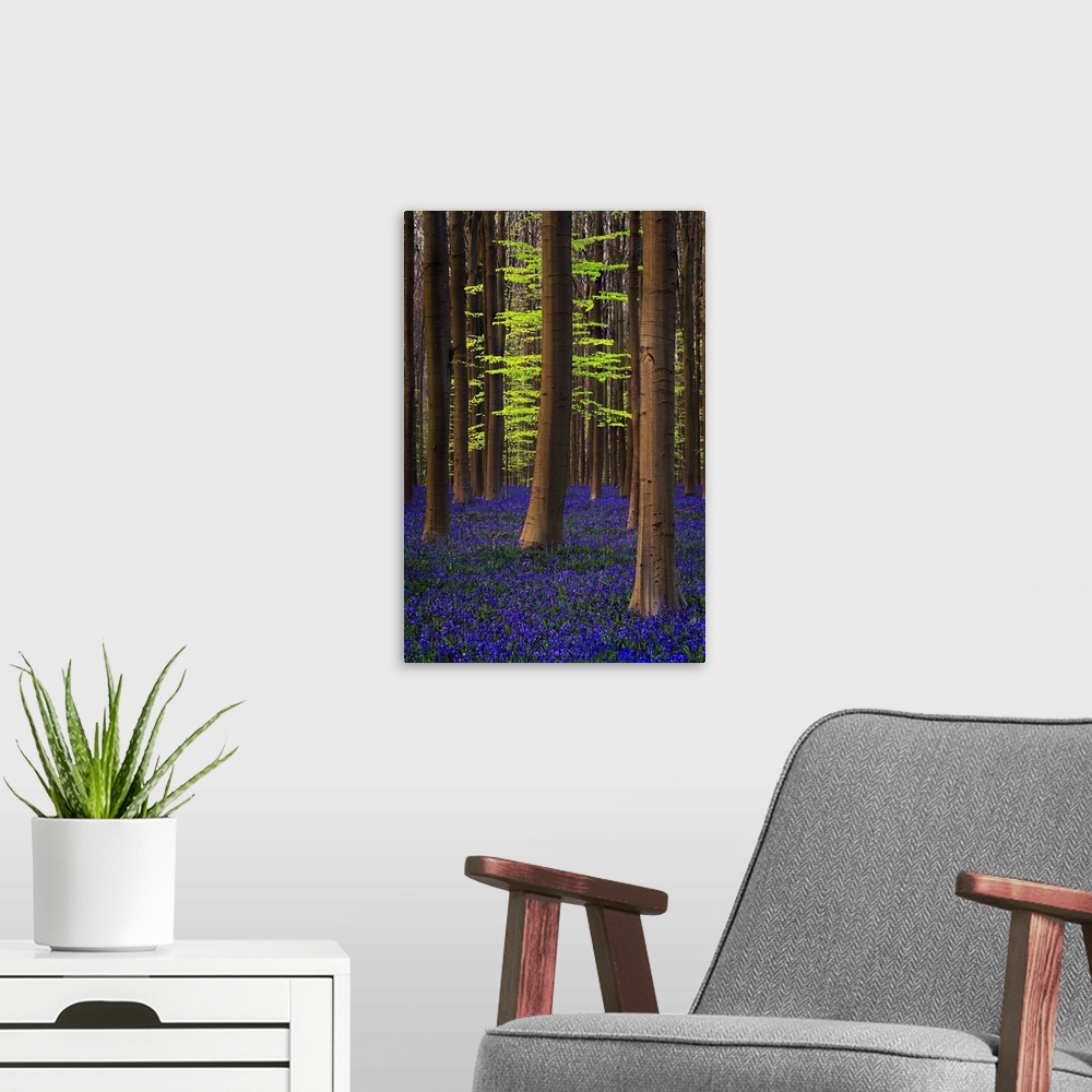 A modern room featuring Belgium. Hallerbos Forest with trees and bluebells. Credit: Jim Nilsen