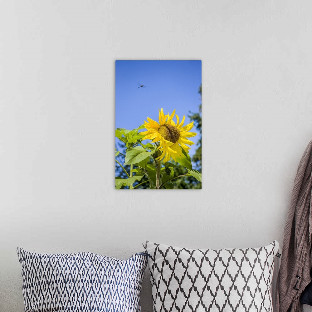 A bohemian room featuring Bellevue, Washington State, USA. Dragonfly in flight over sunflower plant on a sunny day. United ...