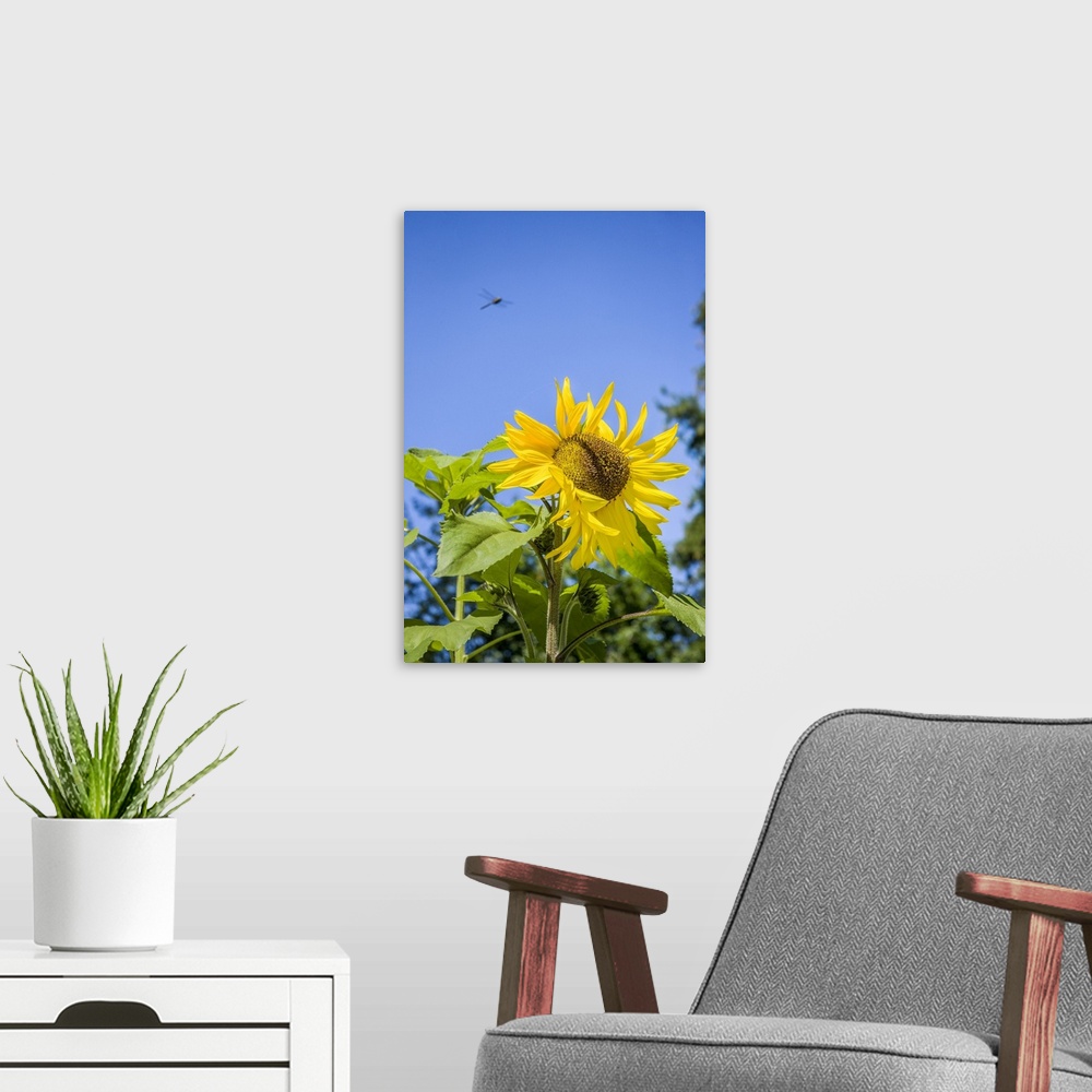 A modern room featuring Bellevue, Washington State, USA. Dragonfly in flight over sunflower plant on a sunny day. United ...