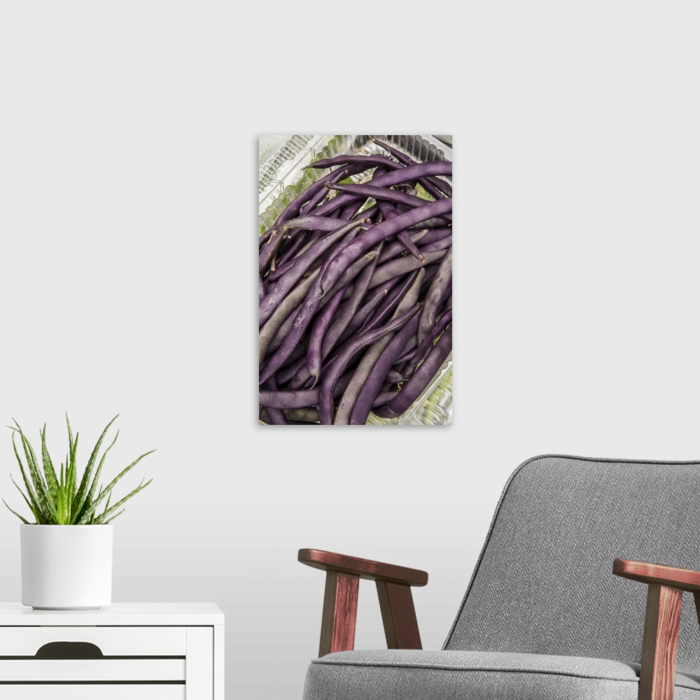 A modern room featuring Bellevue, Washington State, USA. Freshly harvested Violet Podded Stringless pole beans. United St...