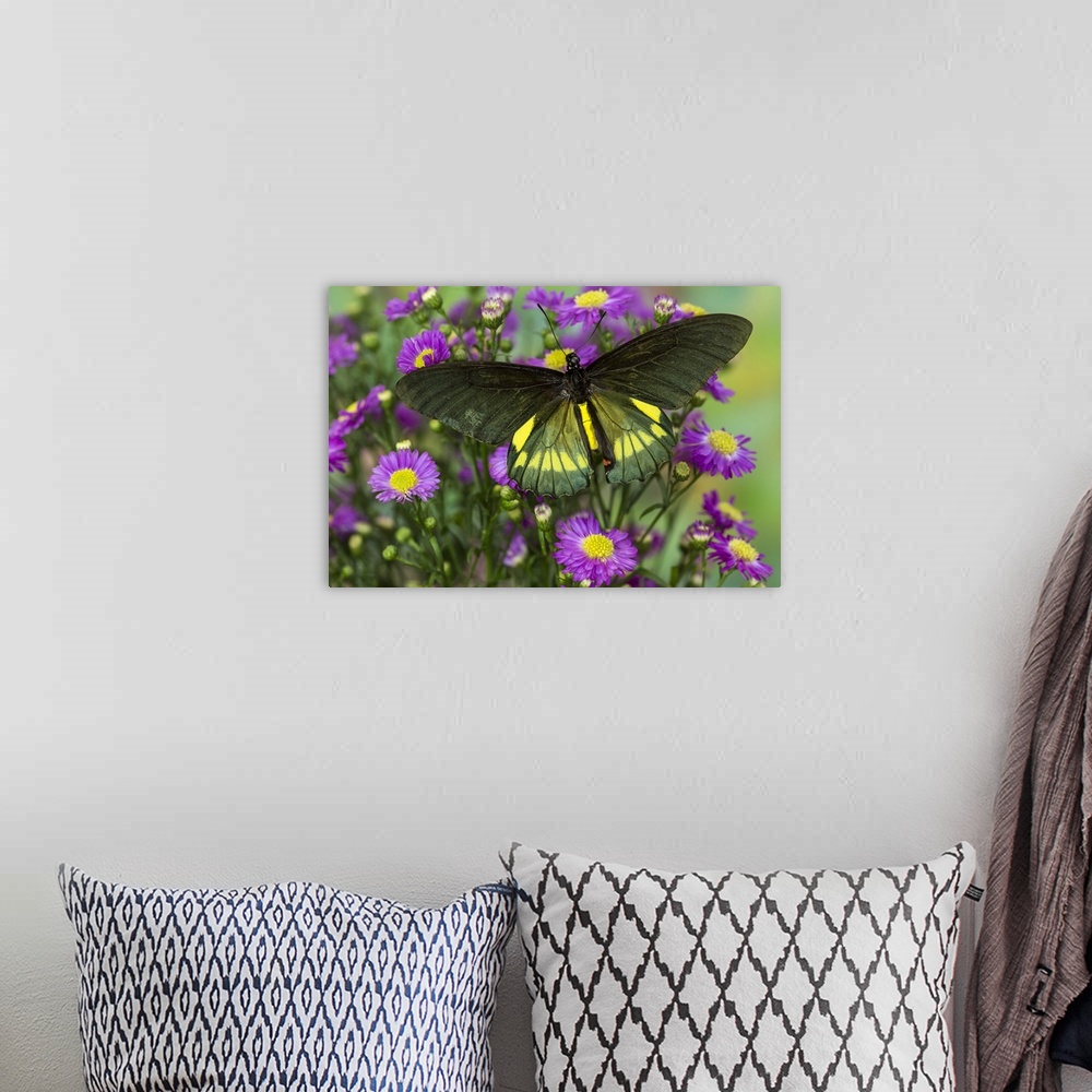 A bohemian room featuring Belus Swallowtail Butterfly, Battus belus Cochabamba on small pink daisy.
