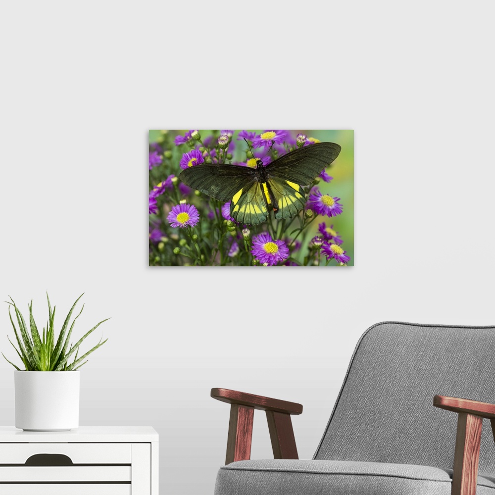 A modern room featuring Belus Swallowtail Butterfly, Battus belus Cochabamba on small pink daisy.