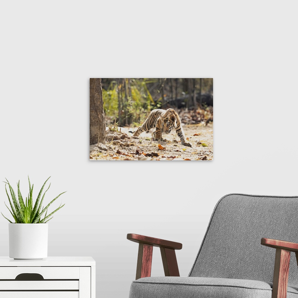 A modern room featuring India, Madhya Pradesh, Bandhavgarh National Park. A Bengal tiger cub looking intently for somethi...