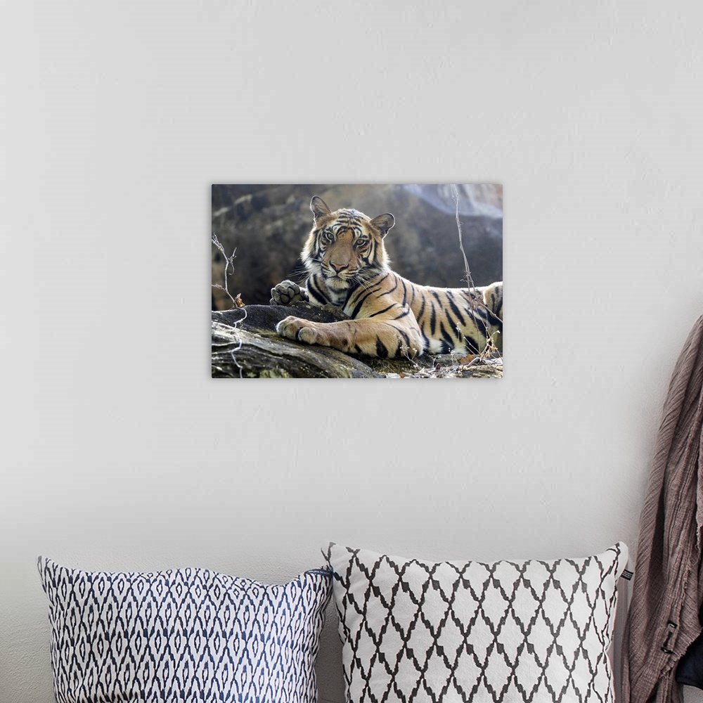 A bohemian room featuring India, Madhya Pradesh, Bandhavgarh National Park. A young Bengal tiger resting on a cool rock.