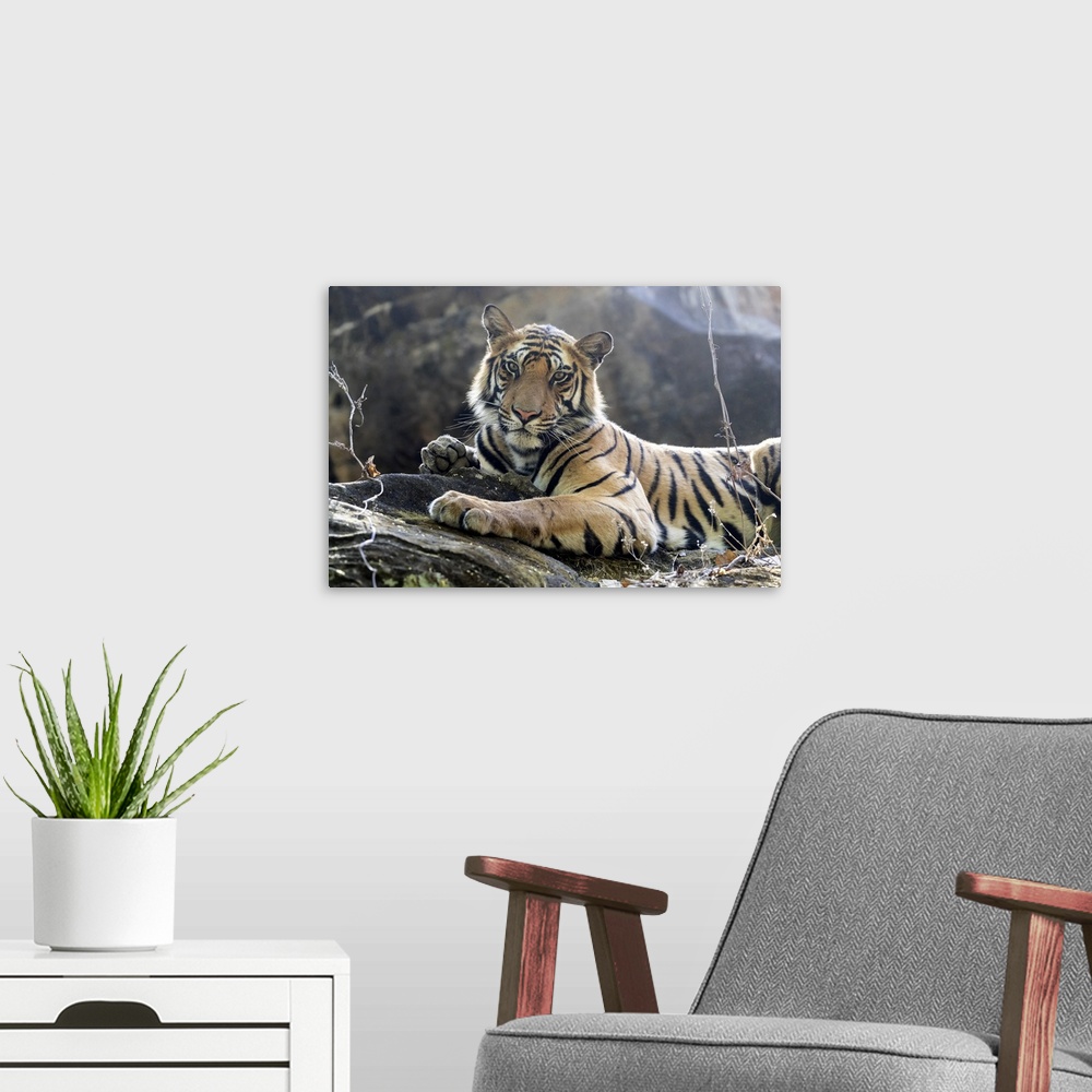 A modern room featuring India, Madhya Pradesh, Bandhavgarh National Park. A young Bengal tiger resting on a cool rock.