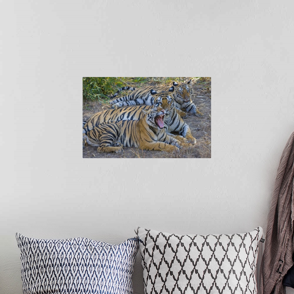 A bohemian room featuring Bengal tigers, Bandhavgarh National Park, India