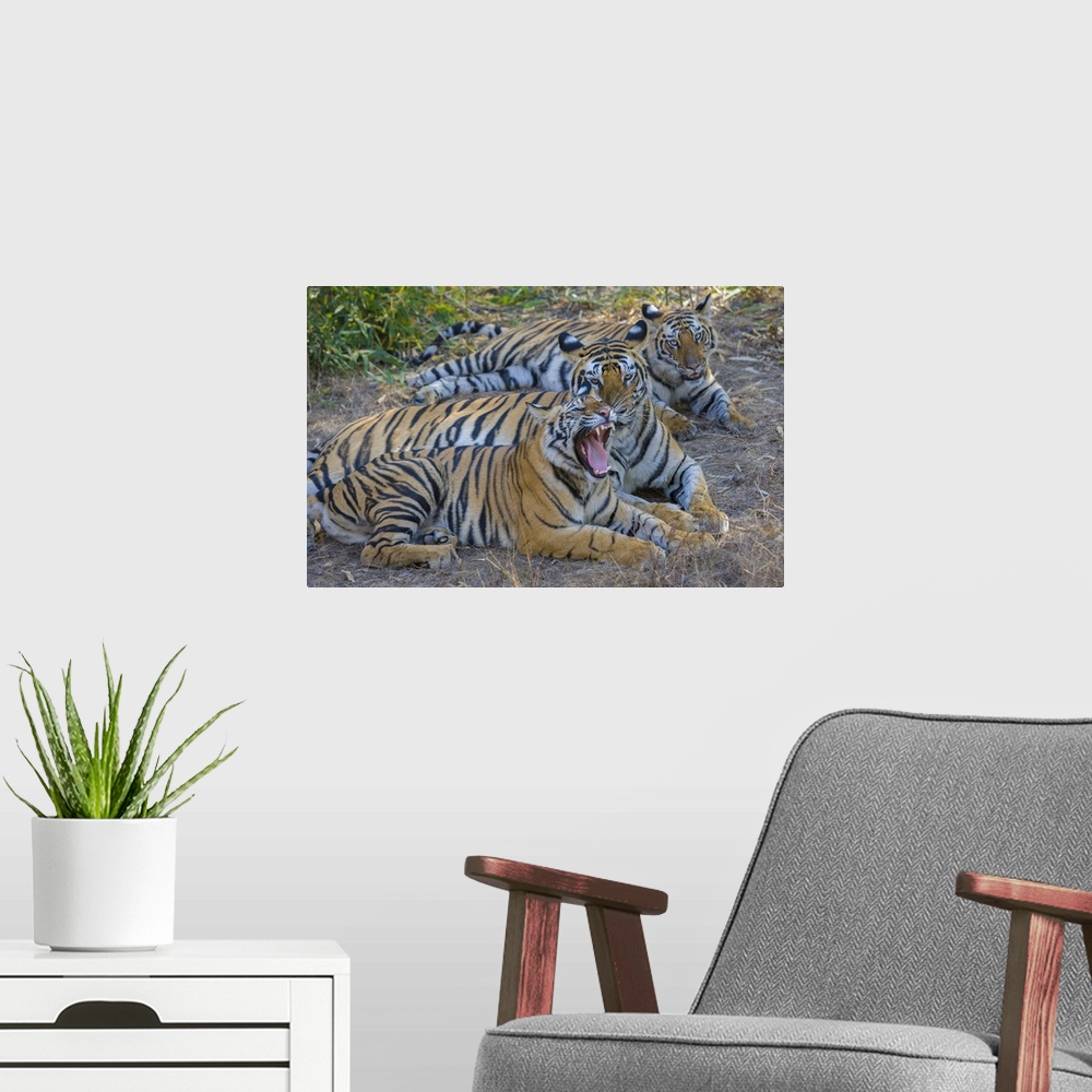 A modern room featuring Bengal tigers, Bandhavgarh National Park, India