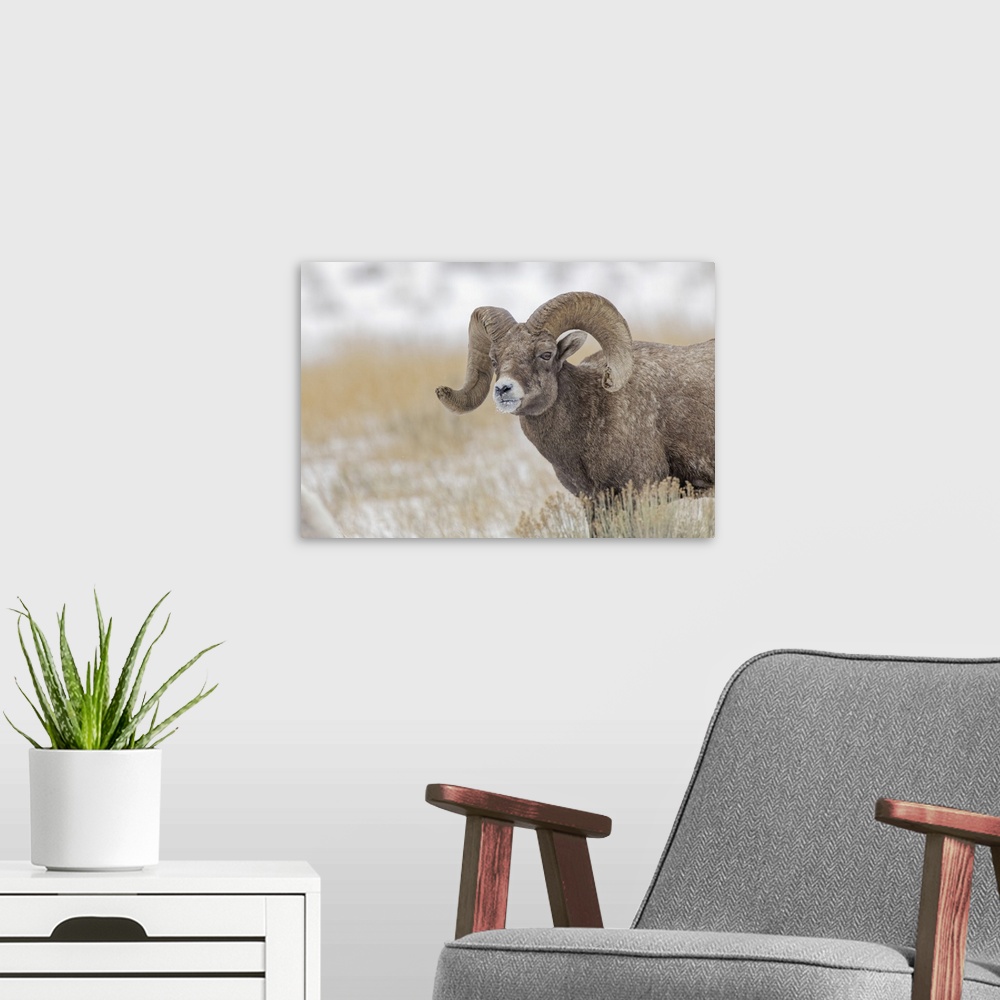 A modern room featuring Bighorn sheep in winter. Grand Teton National Park, Wyoming. United States, Wyoming.