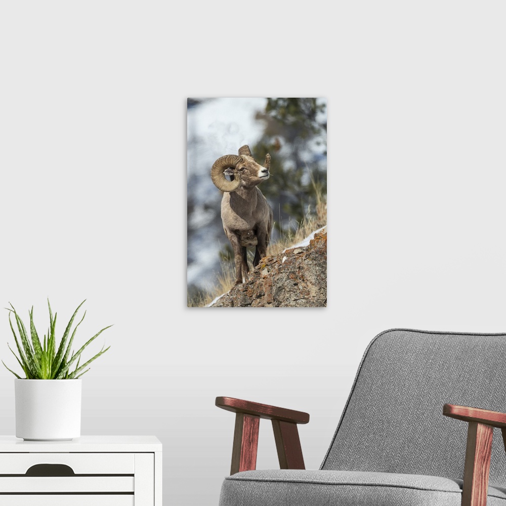 A modern room featuring Bighorn sheep ram. Nature, Fauna.