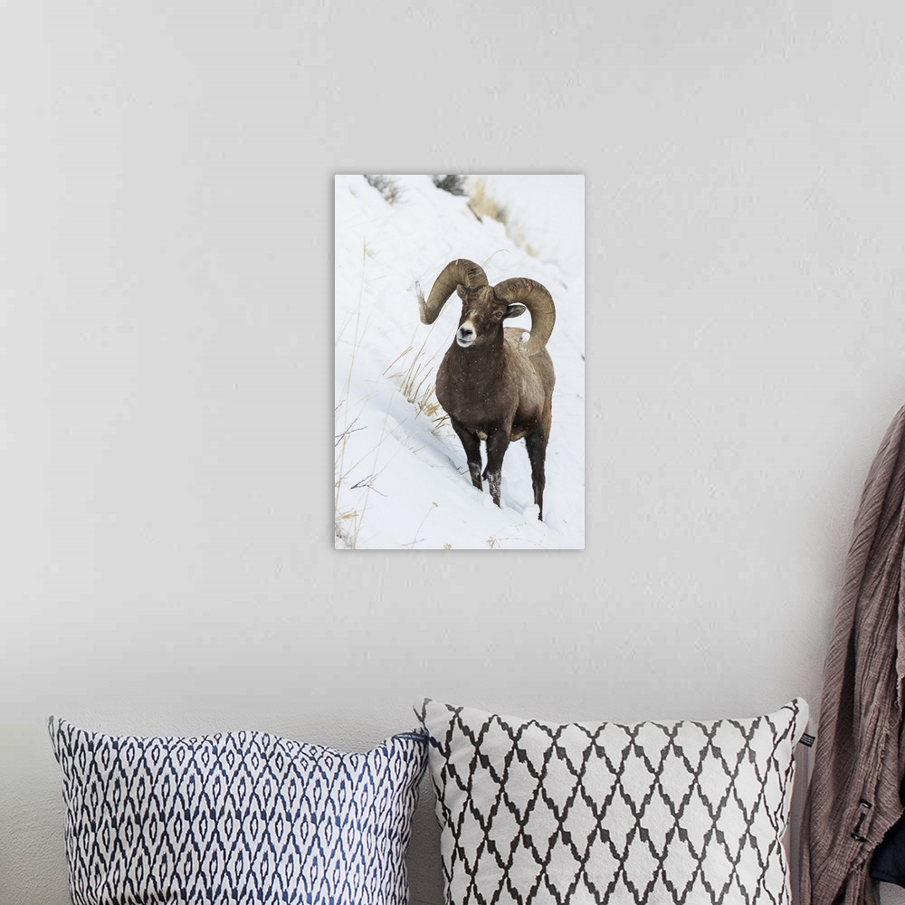 A bohemian room featuring Bighorn sheep ram. Nature, Fauna.