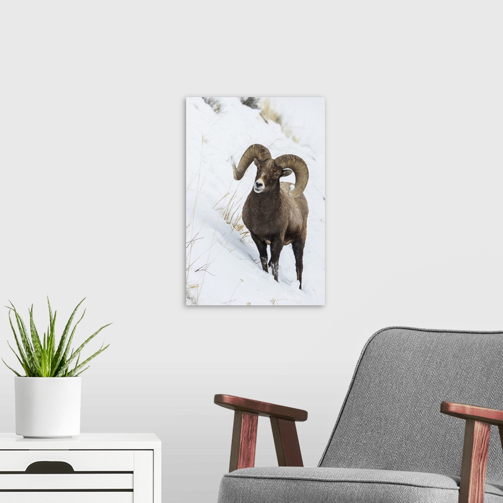 A modern room featuring Bighorn sheep ram. Nature, Fauna.