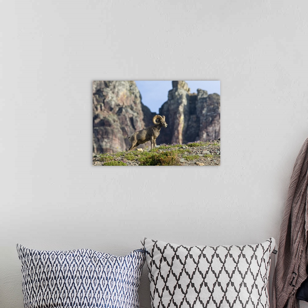A bohemian room featuring Bighorn sheep ram at Logan Pass in Glacier National Park in Montana