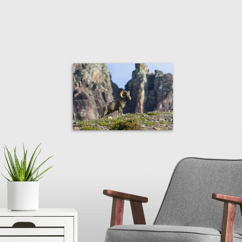 A modern room featuring Bighorn sheep ram at Logan Pass in Glacier National Park in Montana