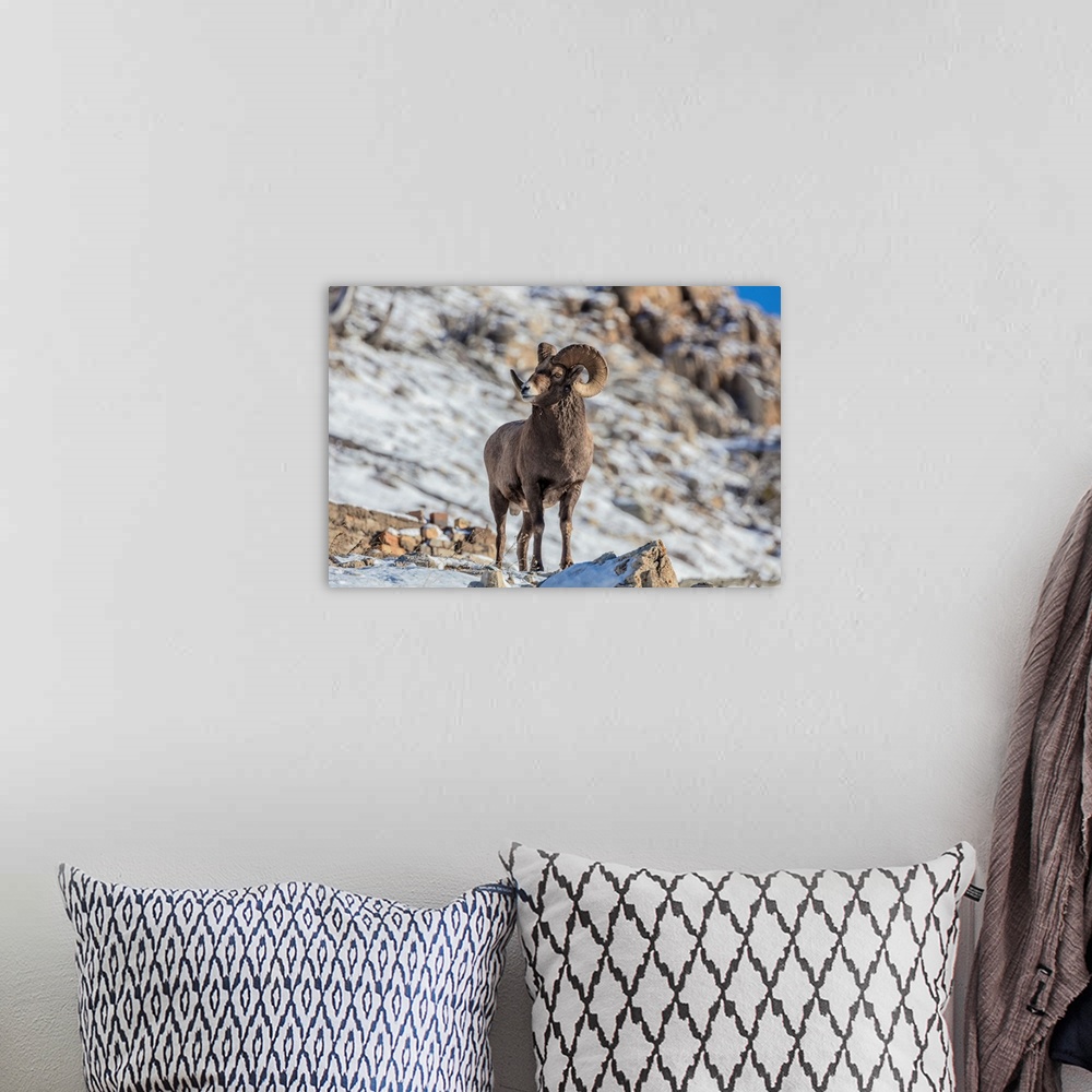 A bohemian room featuring Bighorn sheep ram in ealry winter in Glacier National Park, Montana, USA