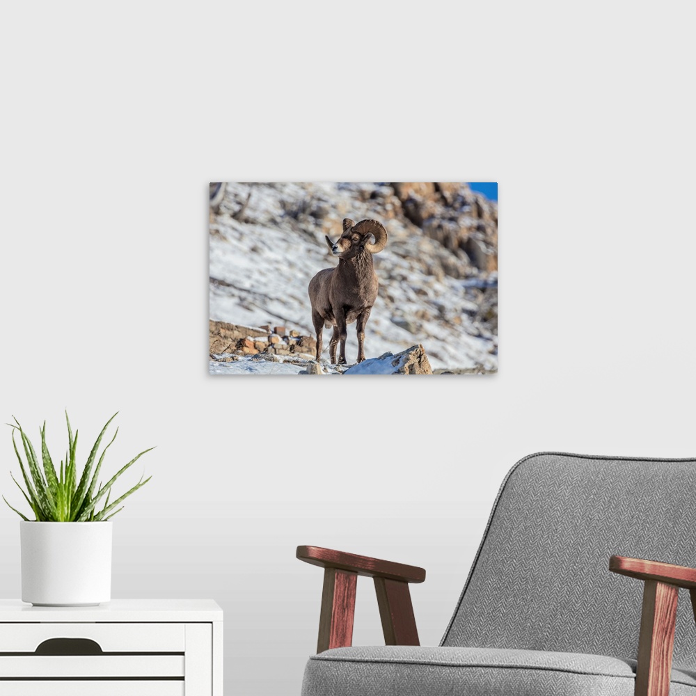 A modern room featuring Bighorn sheep ram in ealry winter in Glacier National Park, Montana, USA