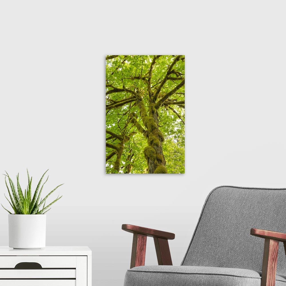 A modern room featuring Bigleaf Maple (Acer macrophyllum) Baker River, North Cascades National Park, Washington State