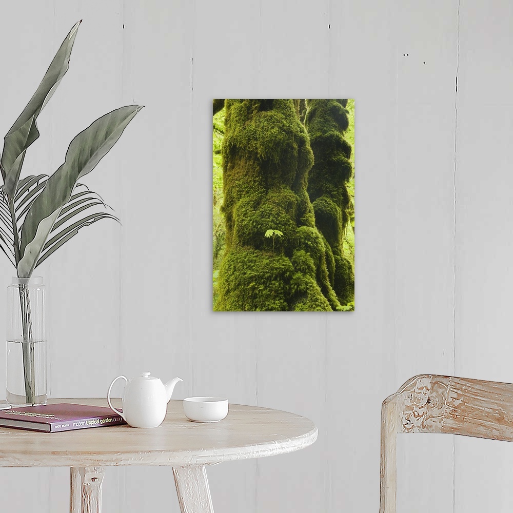 A farmhouse room featuring Oregon, Bigleaf Maple (Acer macrophyllum) Seedling grows on mossy trunk, Cascade Mountains.