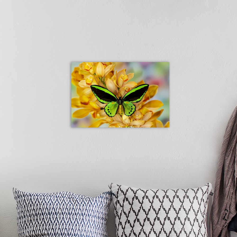 A bohemian room featuring Black and green birdwing butterfly, Ornithoptera priamus, on large golden cymbidium orchid