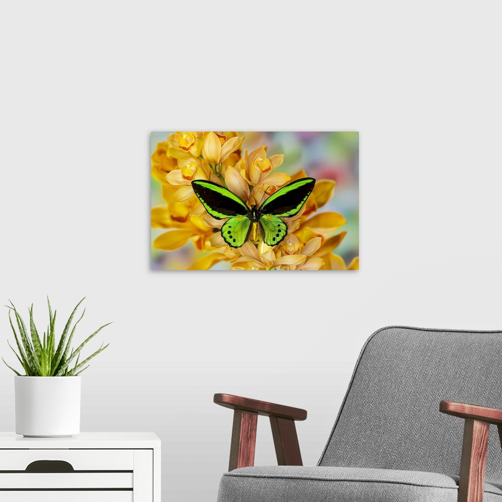 A modern room featuring Black and green birdwing butterfly, Ornithoptera priamus, on large golden cymbidium orchid