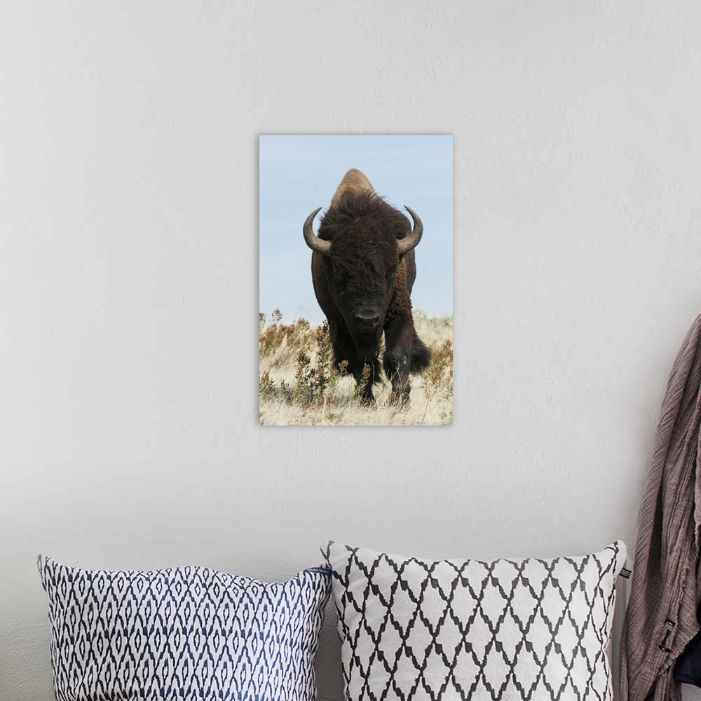 A bohemian room featuring Bison bull on the move.