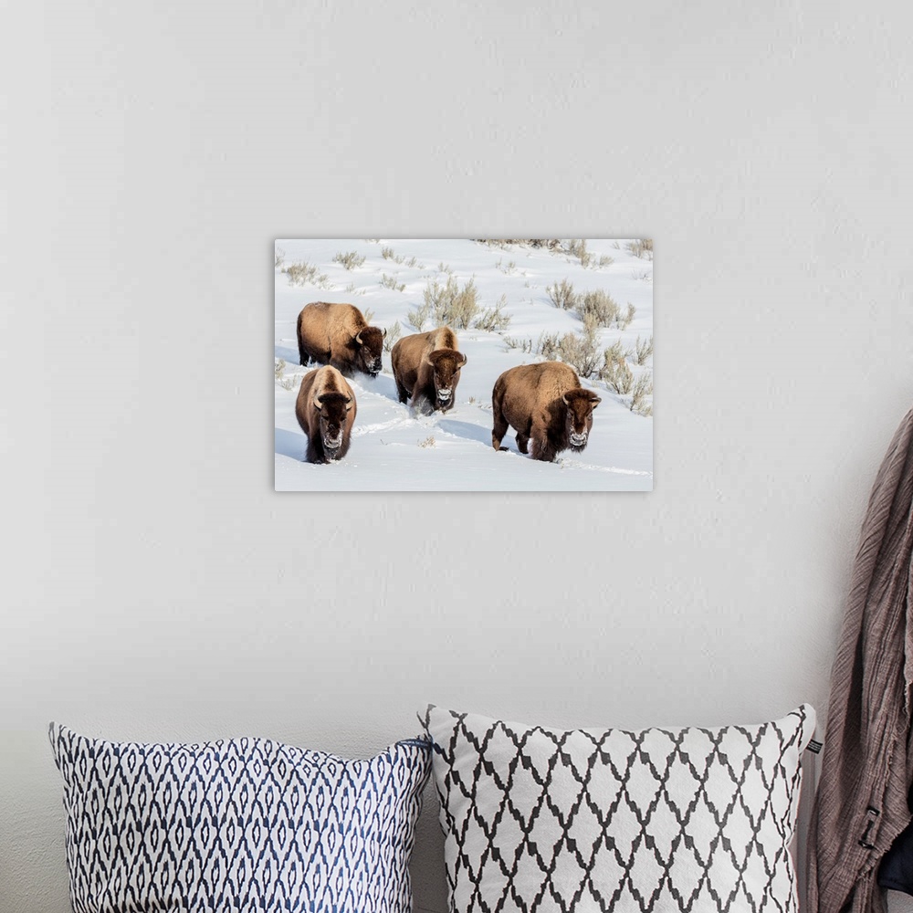 A bohemian room featuring Bison bulls in winter in Yellowstone National Park, Wyoming, USA