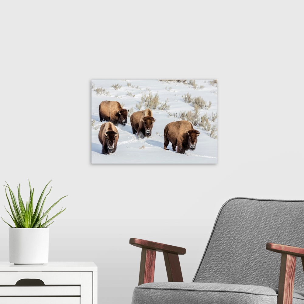 A modern room featuring Bison bulls in winter in Yellowstone National Park, Wyoming, USA