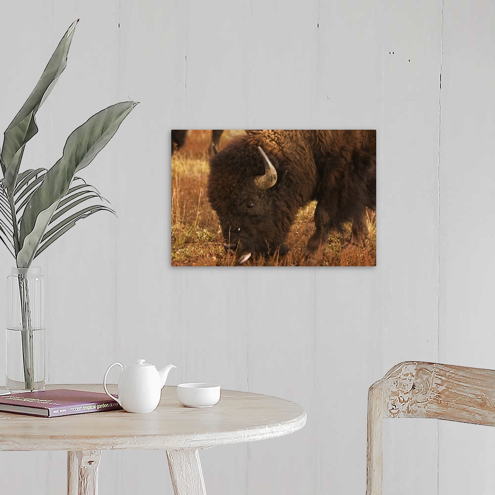 A farmhouse room featuring Bison grazing, Grand Teton National Park, Wyoming.