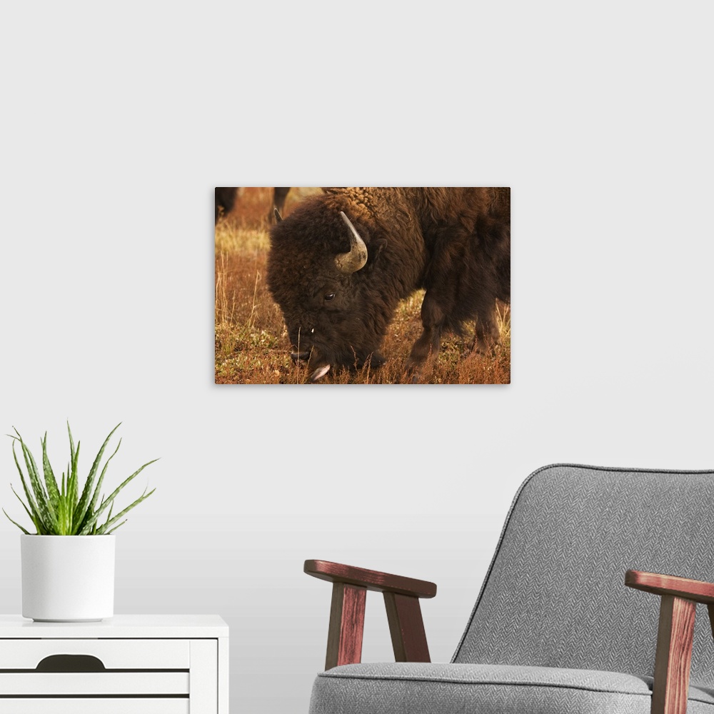 A modern room featuring Bison grazing, Grand Teton National Park, Wyoming.