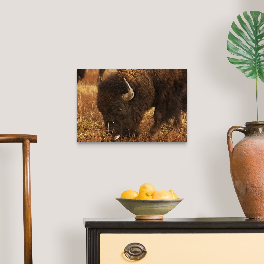A traditional room featuring Bison grazing, Grand Teton National Park, Wyoming.