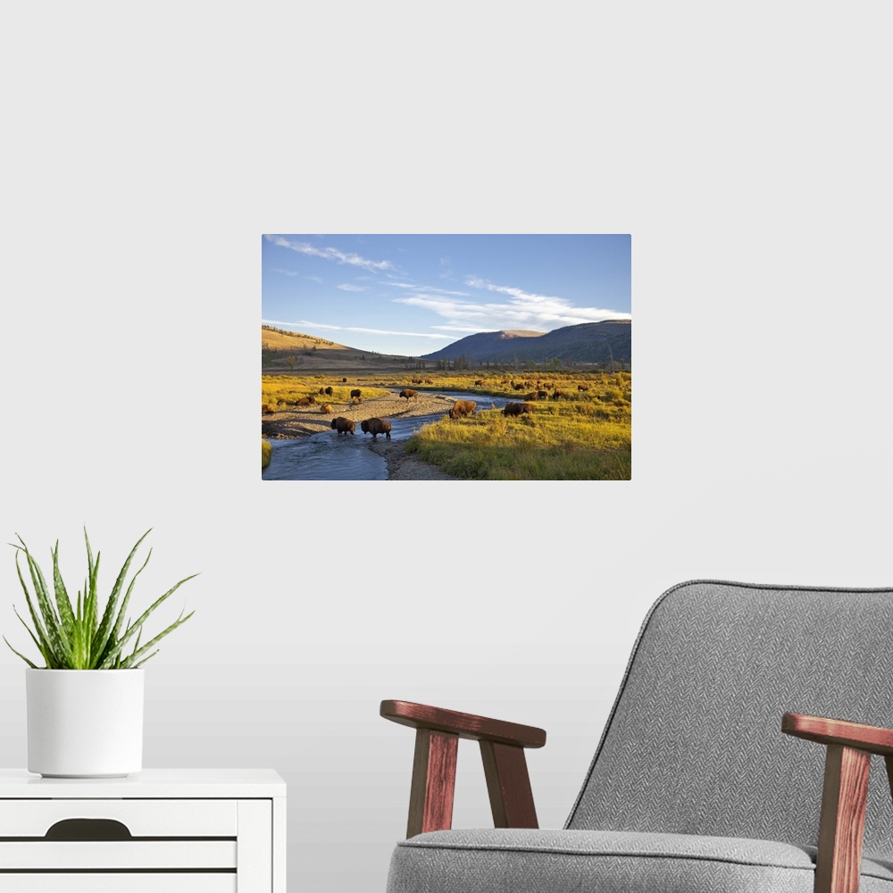 A modern room featuring Bison herd in the Lamar Valley of Yellowstone National Park in Wyoming.