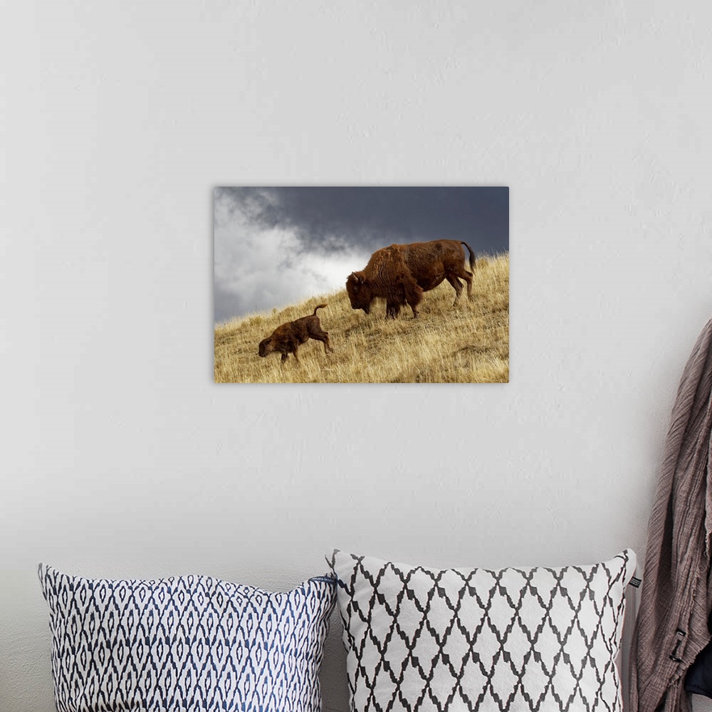 A bohemian room featuring Bison in fall, Lamar Valley, Yellowstone National Park, Montana/Wyoming