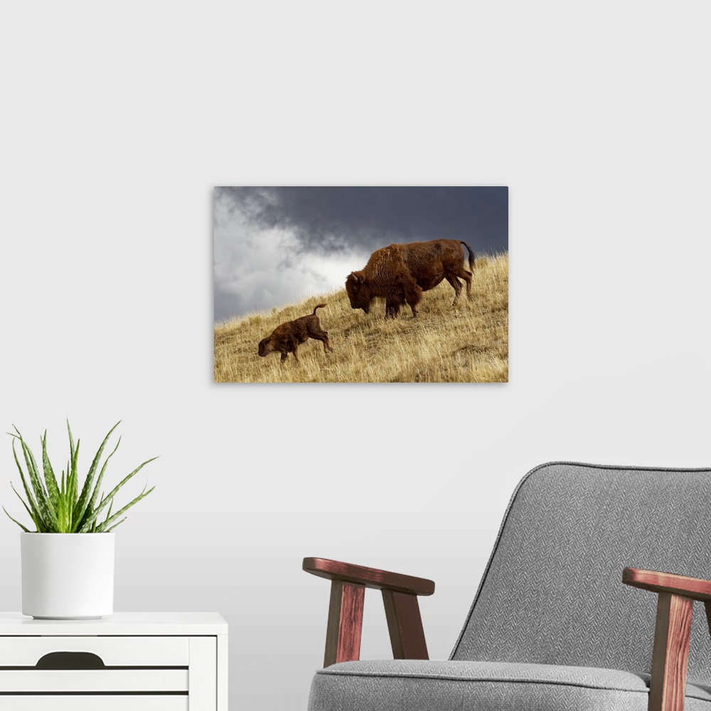 A modern room featuring Bison in fall, Lamar Valley, Yellowstone National Park, Montana/Wyoming