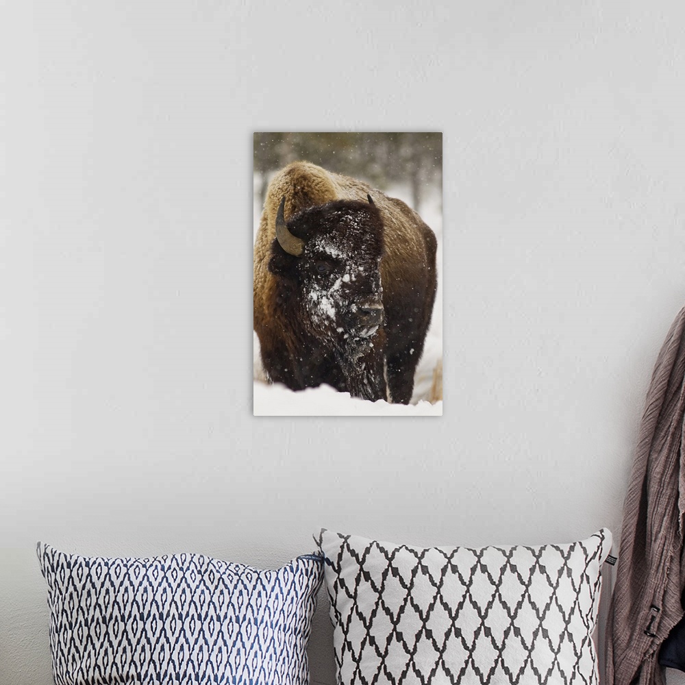 A bohemian room featuring Bison in winter in Yellowstone National Park, Wyoming, USA.