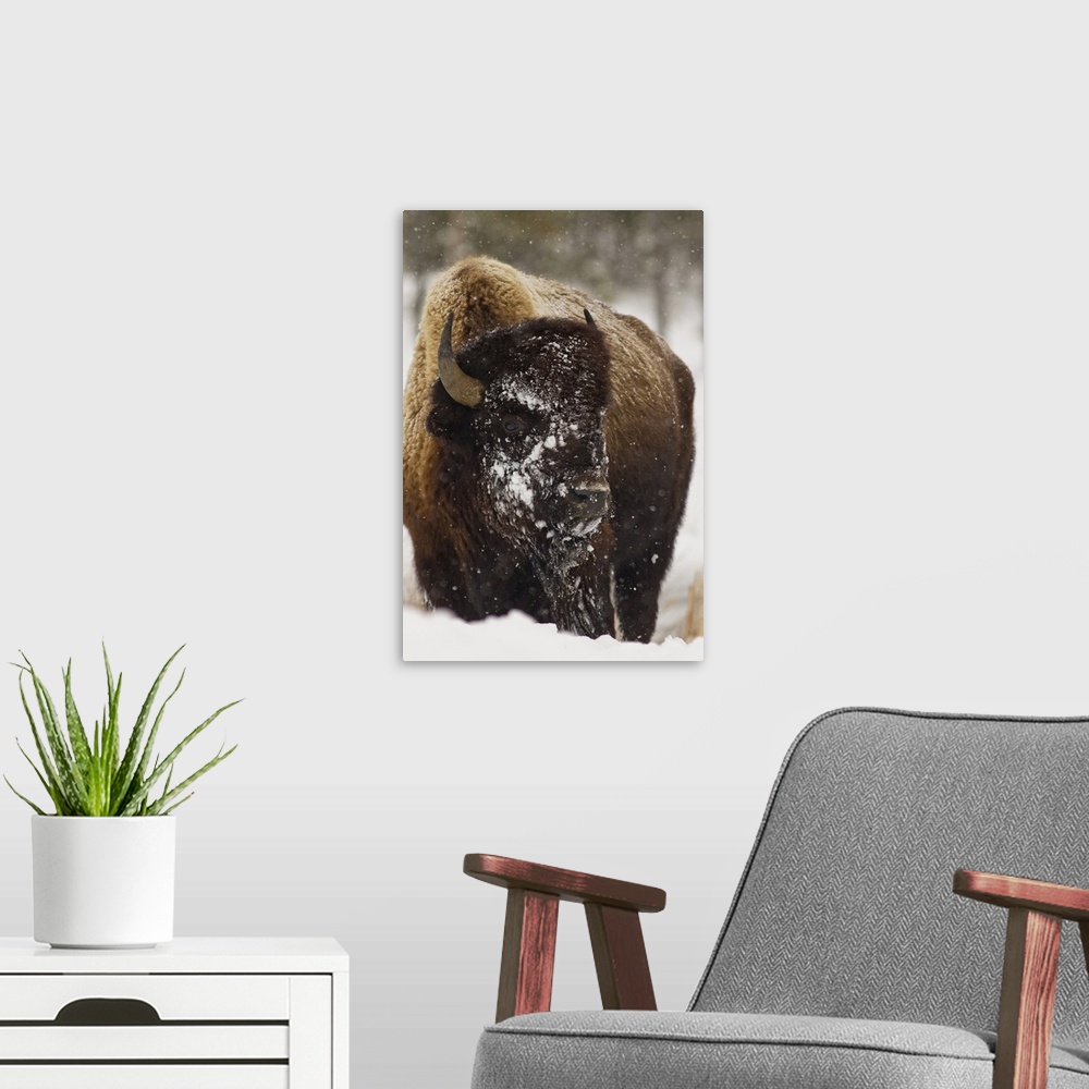 A modern room featuring Bison in winter in Yellowstone National Park, Wyoming, USA.