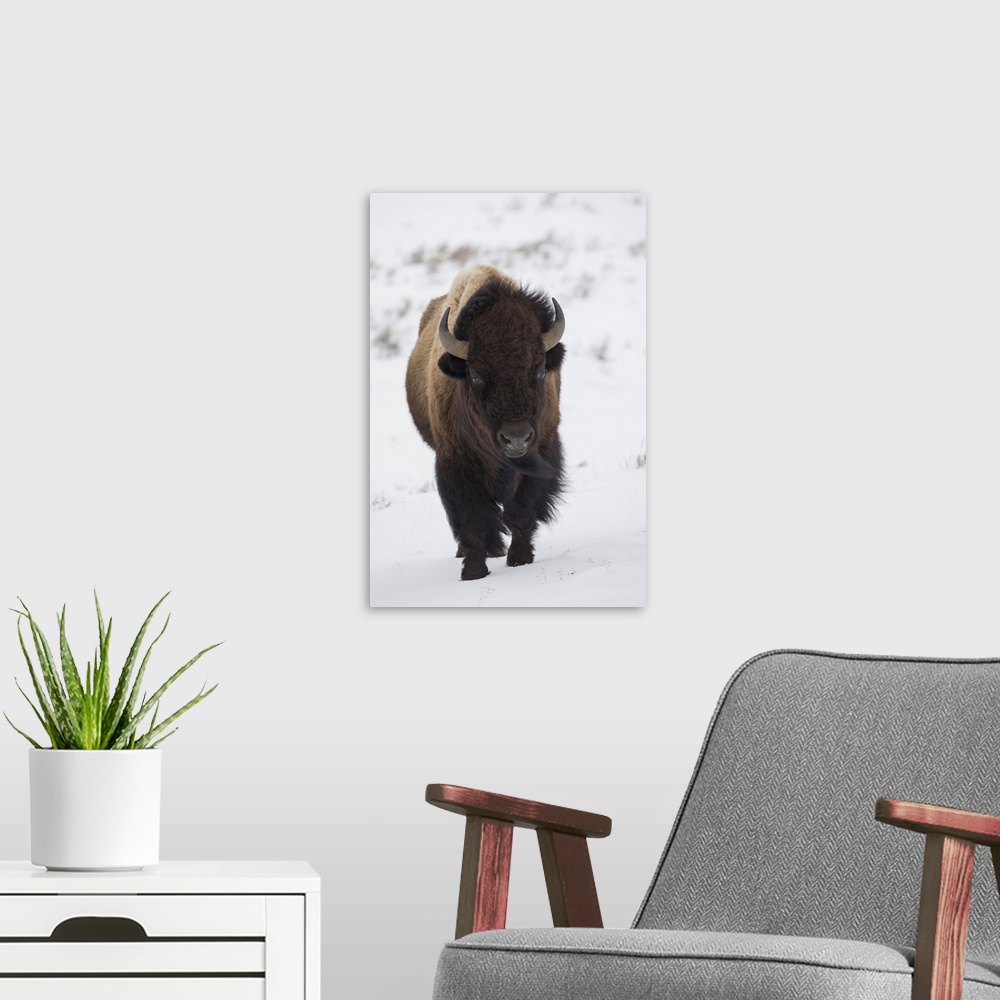 A modern room featuring Bison Winter Bull