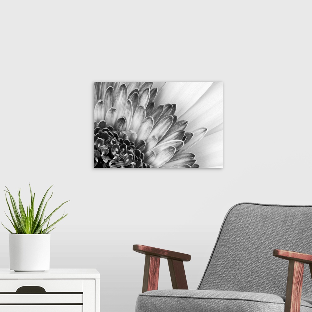 A modern room featuring North America, USA, Florida, Orlando, black and white close-up of a flower showing petal detail.