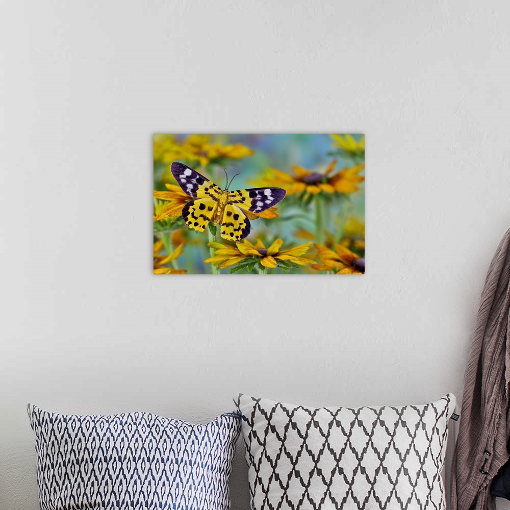A bohemian room featuring Black and yellow day flying moth on hirta daisies