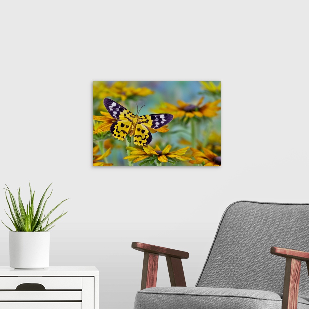 A modern room featuring Black and yellow day flying moth on hirta daisies
