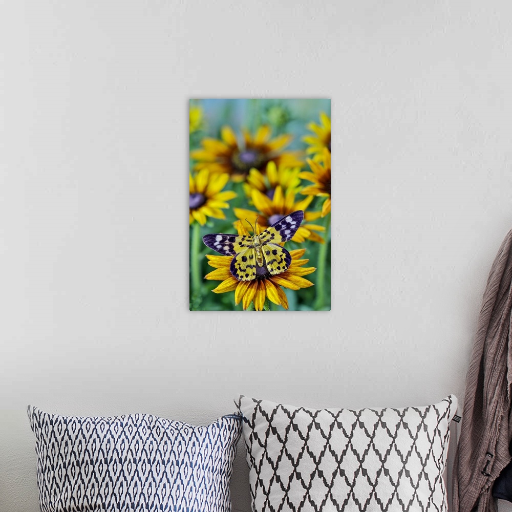 A bohemian room featuring Black and yellow day flying moth on hirta daisies