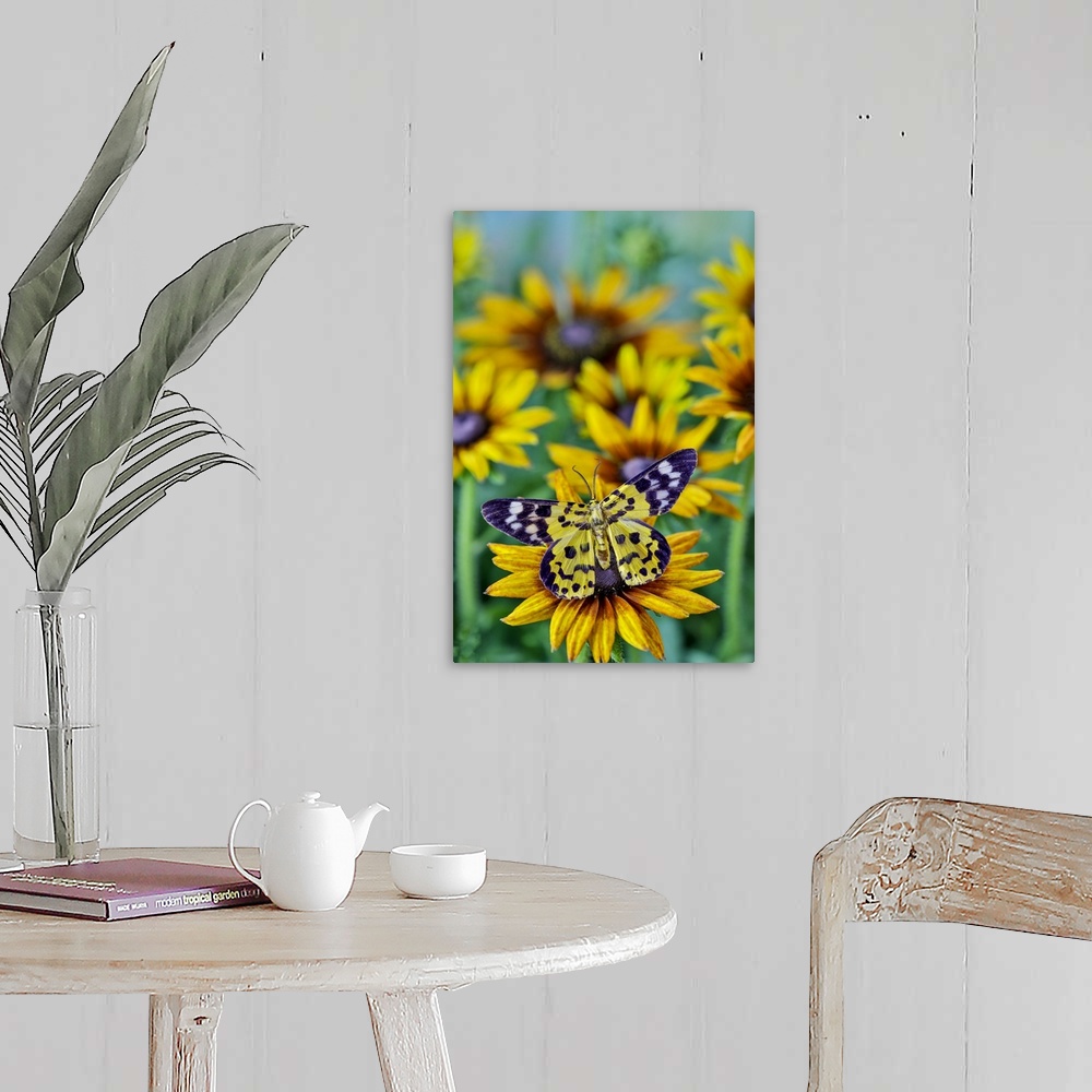 A farmhouse room featuring Black and yellow day flying moth on hirta daisies