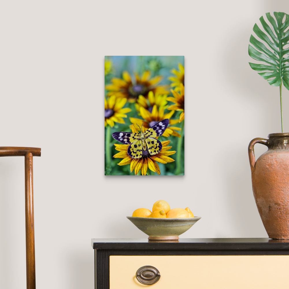 A traditional room featuring Black and yellow day flying moth on hirta daisies