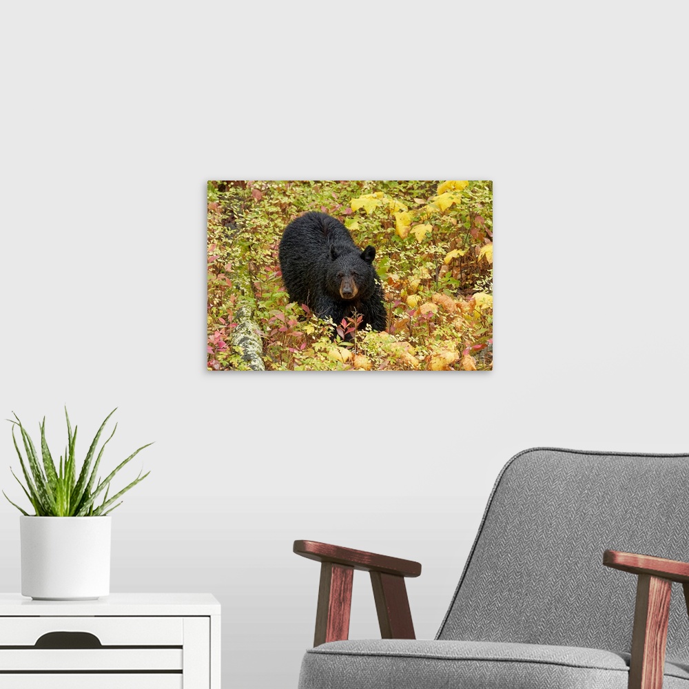 A modern room featuring Black Bear in autumn foliage, Yellowstone National Park, Montana/Wyoming