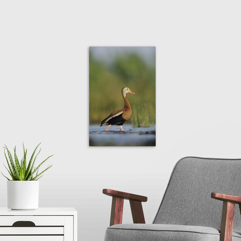 A modern room featuring Black-bellied Whistling-Duck, Dendrocygna autumnalis,male, Lake Corpus Christi, Texas, USA, April...